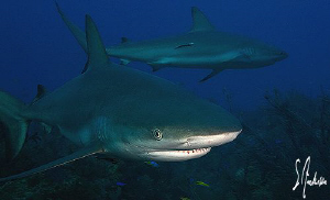 Reef Sharks everywhere! Love Tiger Beach! by Steven Anderson 